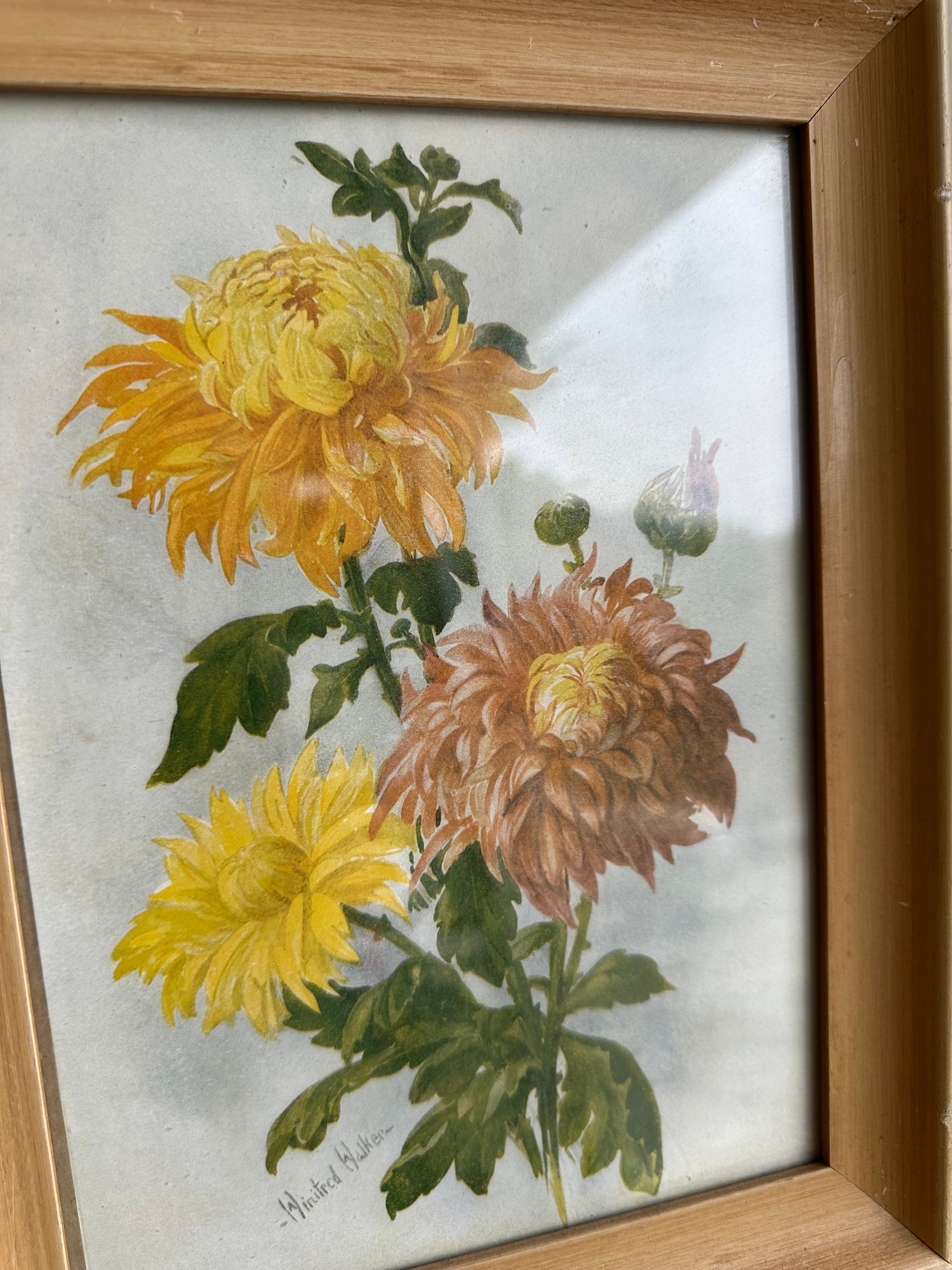 Vintage Botanical Chrysanthemum Print in Blonde Wood Frame