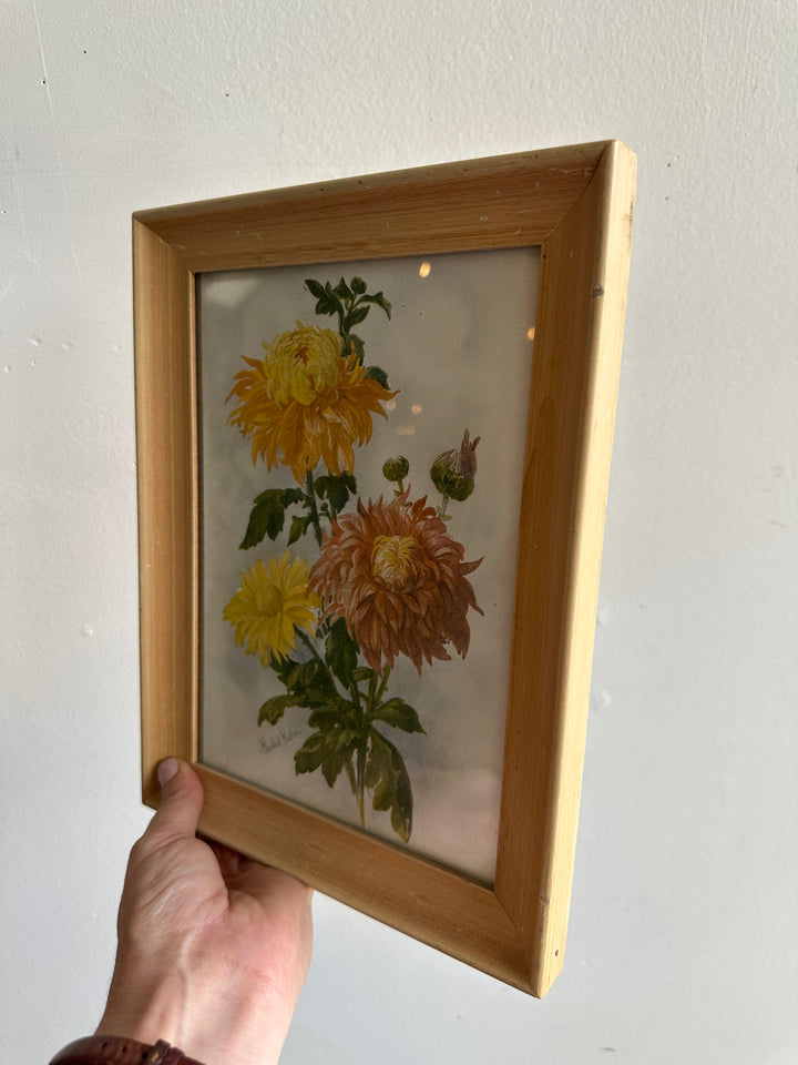 Vintage Botanical Chrysanthemum Print in Blonde Wood Frame